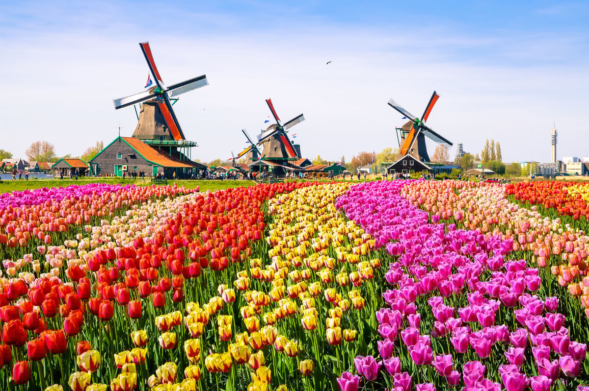 Vibrant colorful tulip fields with traditional Dutch windmills in the background under a clear sky in the Netherlands.