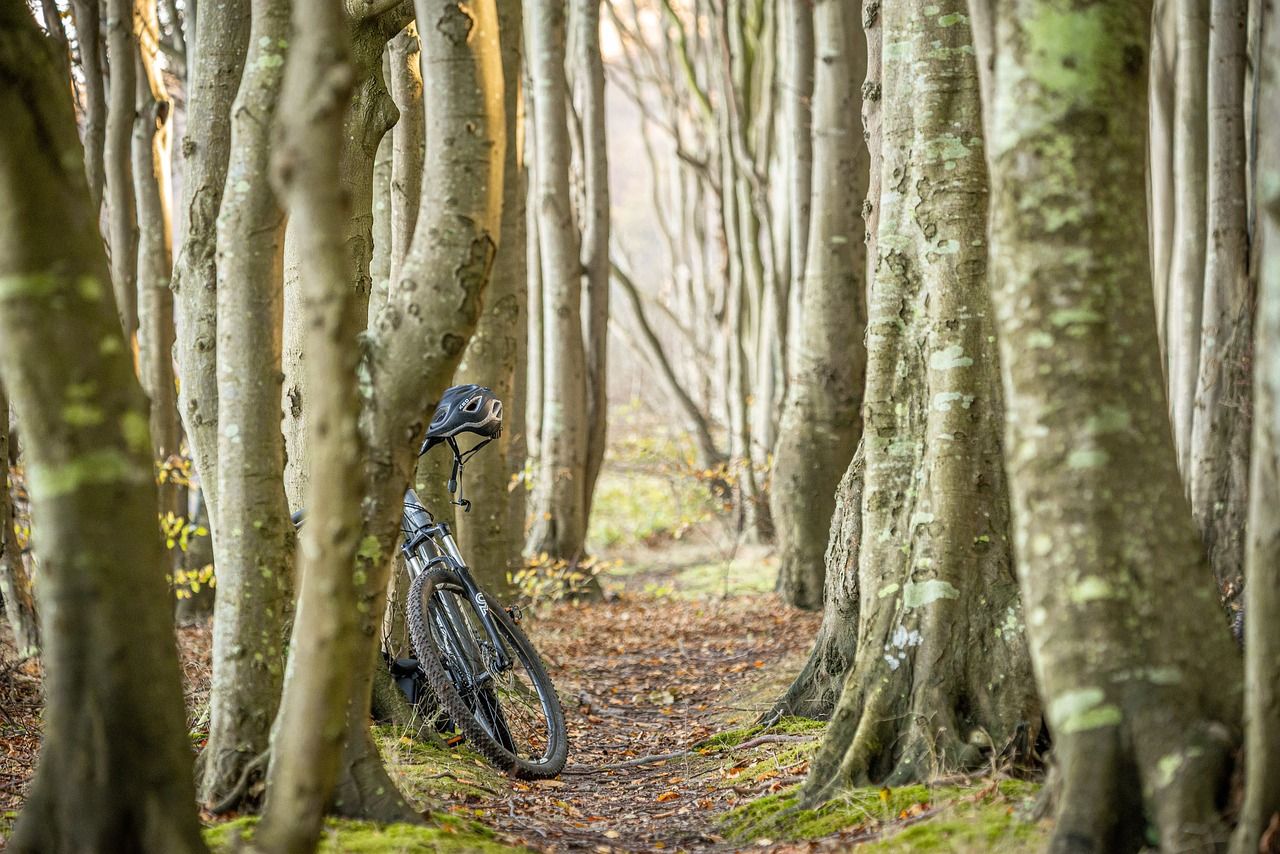 Black mountain bike with a helmet leaning against a tree on a leaf-strewn, mossy path in a sunlit beech forest.
