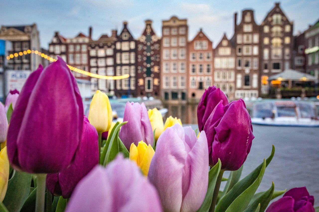 Vibrant purple, pink, and yellow tulips in the foreground, with traditional Dutch canal houses lining a canal and a boat in the background in Amsterdam.