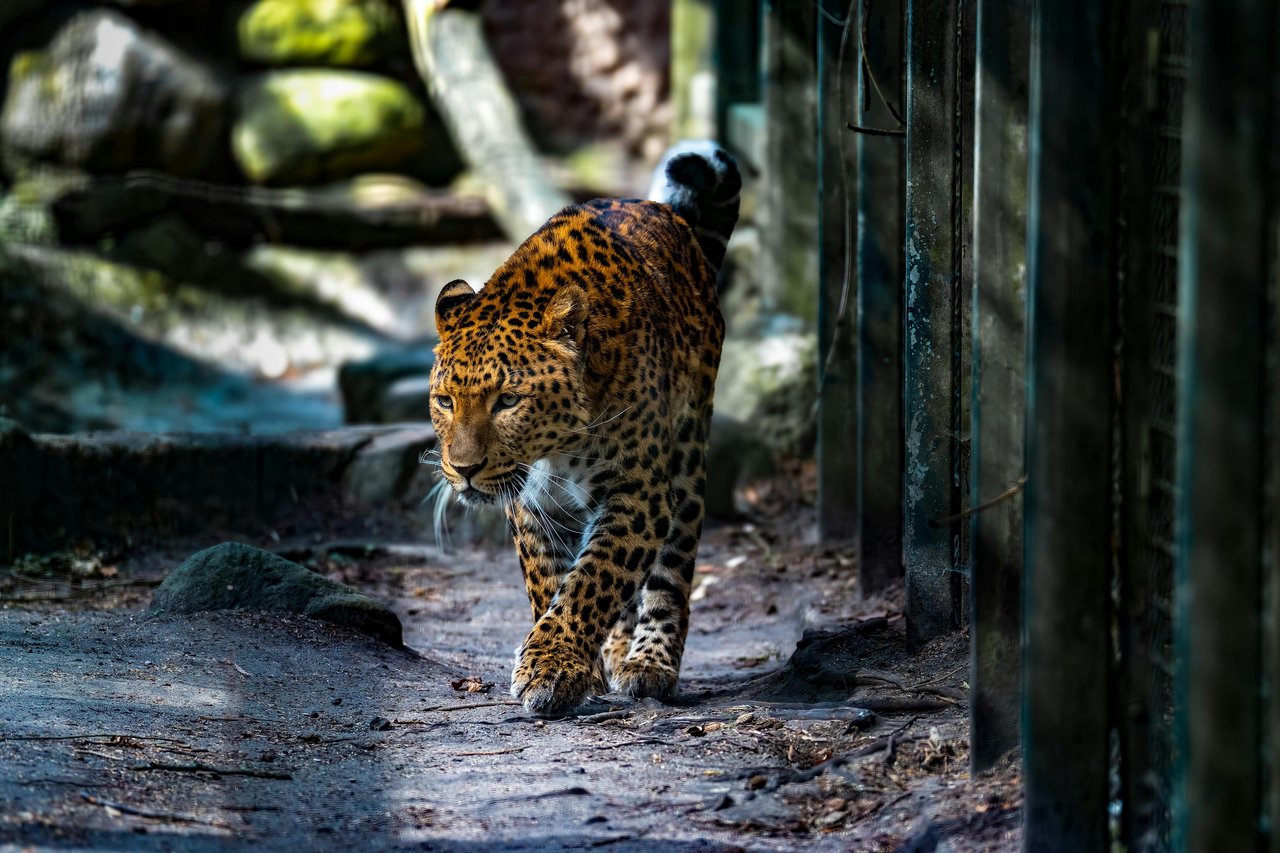 Majestic leopard with spotted fur walking confidently on a dirt path in a zoo or wildlife park enclosure, with dark vertical fence bars visible on the right.