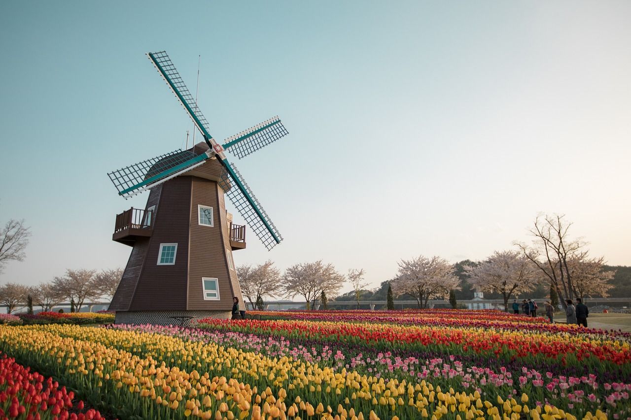 A Dutch-style windmill stands amidst vibrant rows of red, yellow, and pink tulips at Suncheon Bay National Garden, with cherry blossoms in the background during spring.