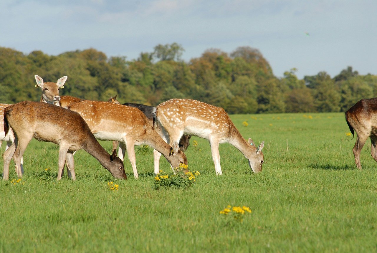 Fallow deer grazing in a sunny green meadow with trees in the background.