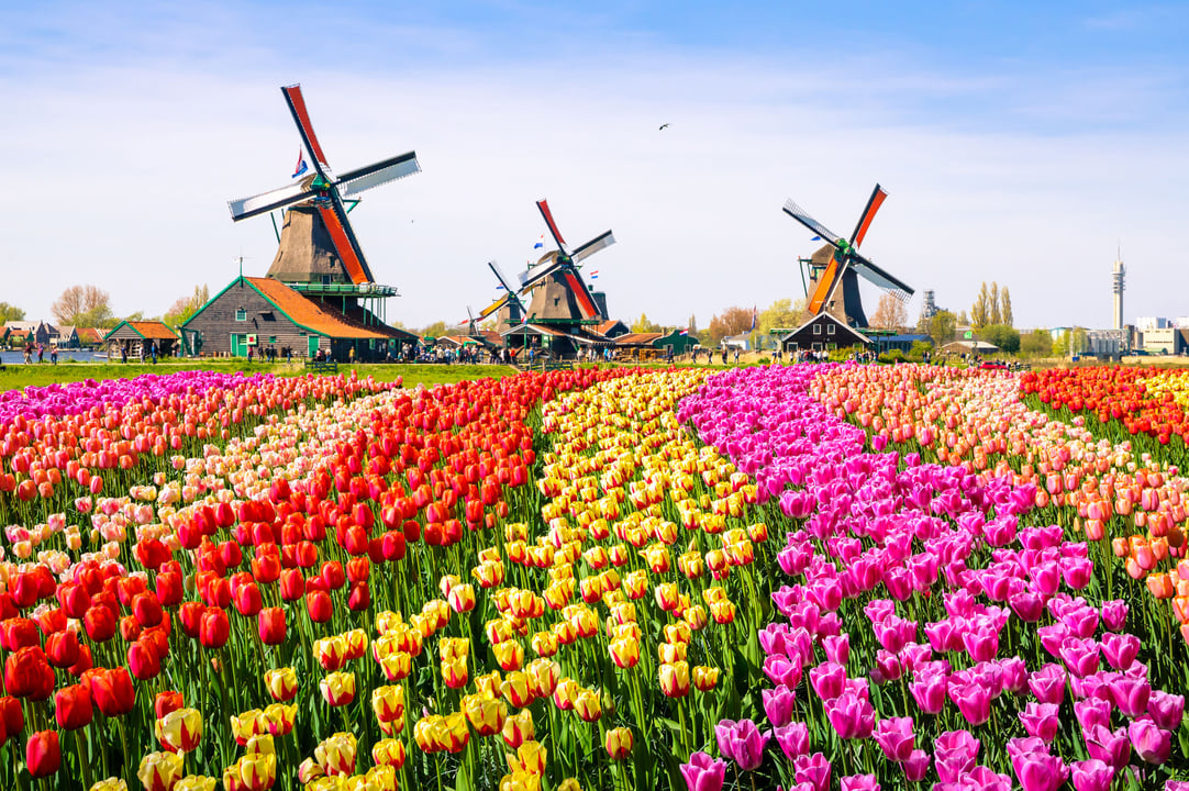 A wide shot of a vibrant, colorful tulip field in the Netherlands, with rows of red, orange, yellow, and pink flowers in the foreground. In the background, several traditional Dutch windmills and green-roofed houses stand under a clear blue sky.
